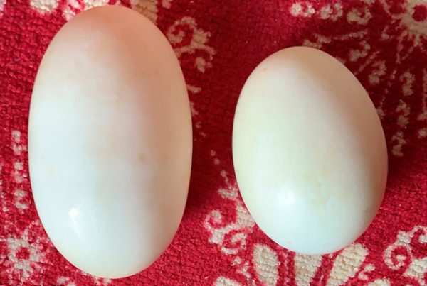 Секреты утиных яиц и плюсы в кулинарии