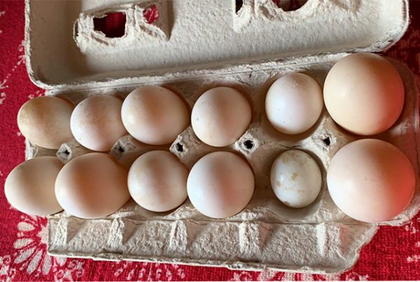 Секреты утиных яиц и плюсы в кулинарии. 