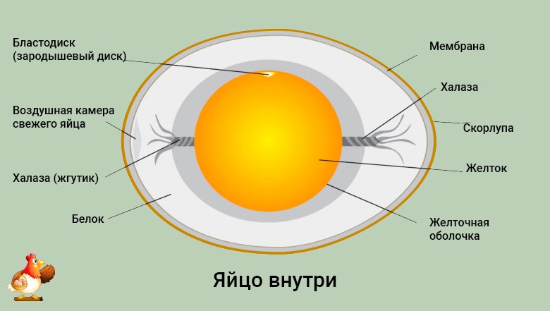 Яйцо внутри