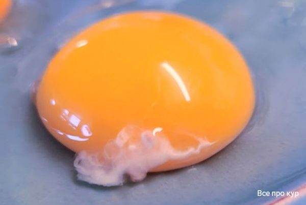 Белые сгустки в яйце говорят о его свежести