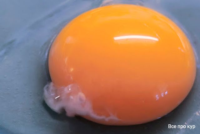 Халазы в курином яйце. Кровинка в курином яйце. Оплодотворенное куриное яйцо. Сгустки в курином яйце. В курином яйце белый сгусток.