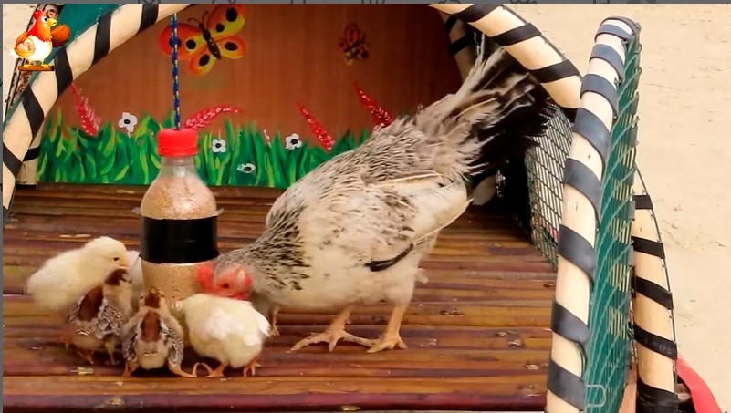 Домик-вольер для клуши с цыплятами как оригинальная идея для сада и дачи