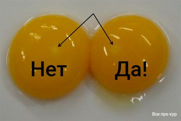 Как определить, оплодотворены ли куриные яйца? 