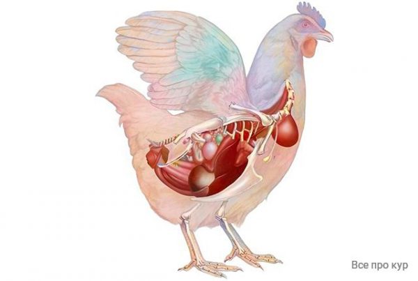Спонтанная смена пола у курицы несушки или петуха