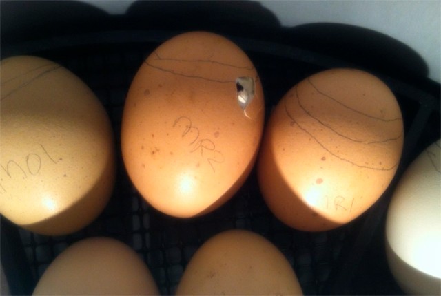 19-20-й день инкубации куриных яиц и вылупление. 