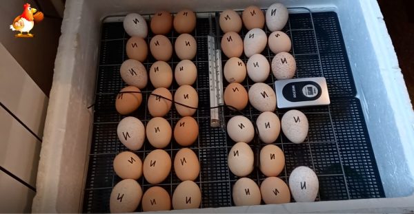 12-й день инкубации куриных яиц и что видно в яйце на просвет 🥚💡🐣
