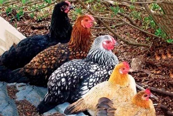 Чего не следует делать при введении новых цыплят и кур в стадо. 