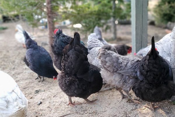 Готовимся к подселению новых кур или цыплят в основное стадо. 