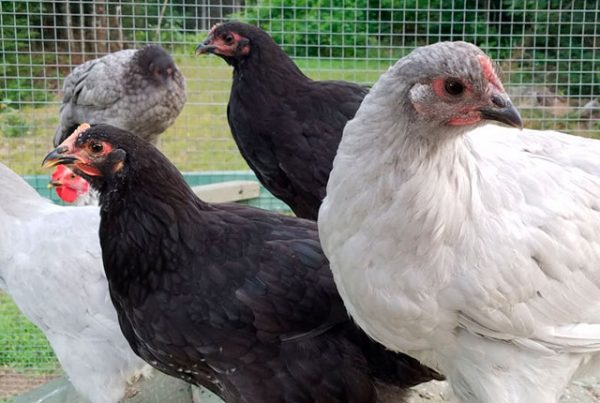 Готовимся к подселению новых кур или цыплят в основное стадо