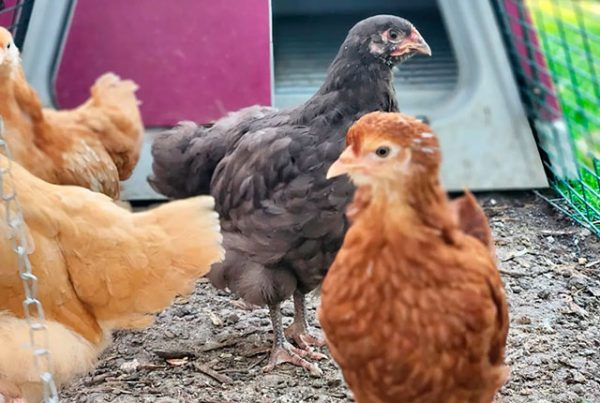 Кормление молодок и цыплят при объединении с основным стадом