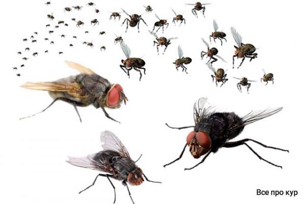Средства от мух натуральные и растения, отпугивающие мух. 