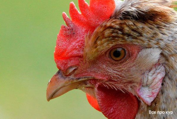 20 главных причин почему куры перестали нести яйца. 