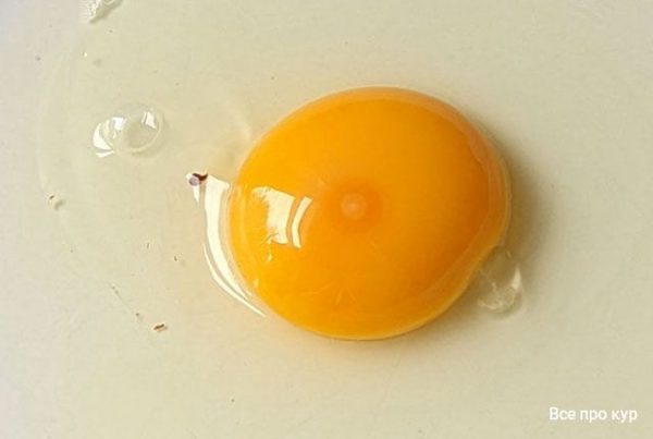 Какая часть яйца становится цыпленком?