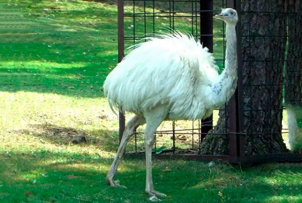 Необычные страусы белый страус. 