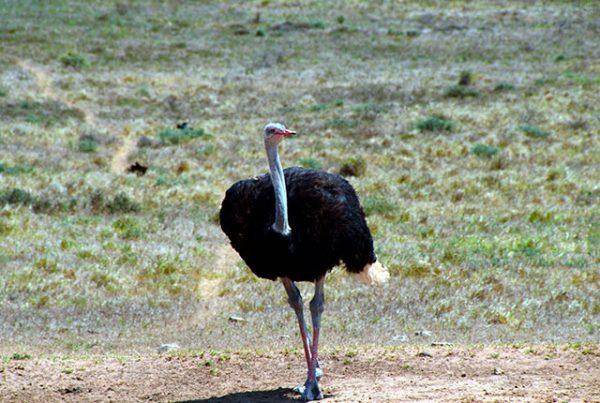 Необычные страусы черный страус. 