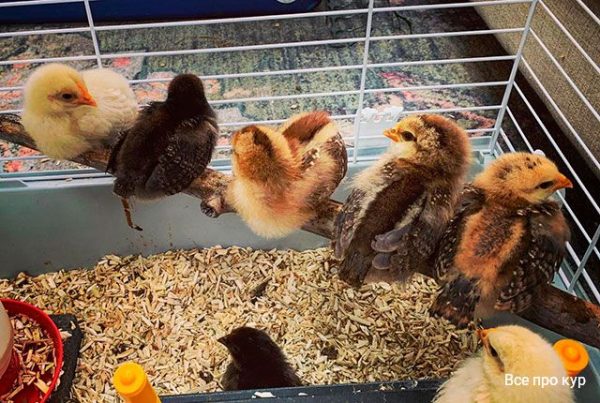 Инкубация и выведение цыплят в домашних условиях. 