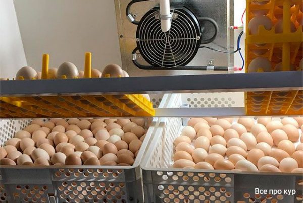 Инкубация и выведение цыплят в домашних условиях. 