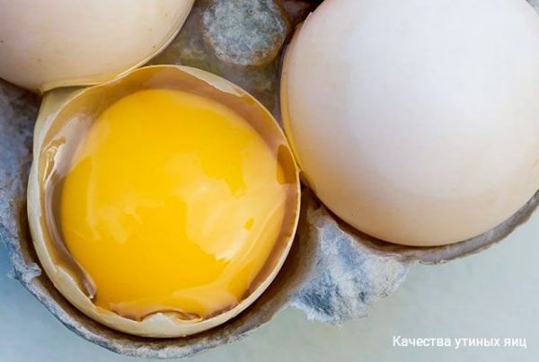 Удивительные качества утиного яйца – отличия от куриного и его полезные свойства