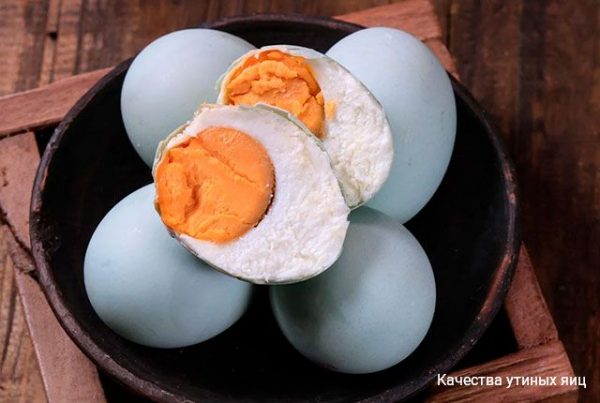 Удивительные качества утиного яйца – отличия от куриного и его полезные свойства