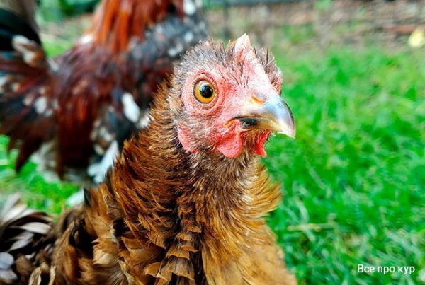 Рационы кормления кур и все, что нужно знать для оптимального питания птицы