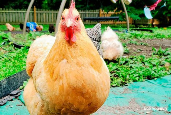 Рационы кормления кур и все, что нужно знать для оптимального питания птицы