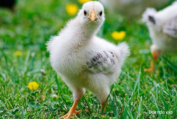 Разведение цыплят – основные факты и советы новичкам. 