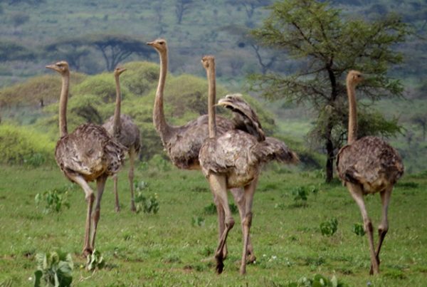 Сомалийские необычные страусы. 