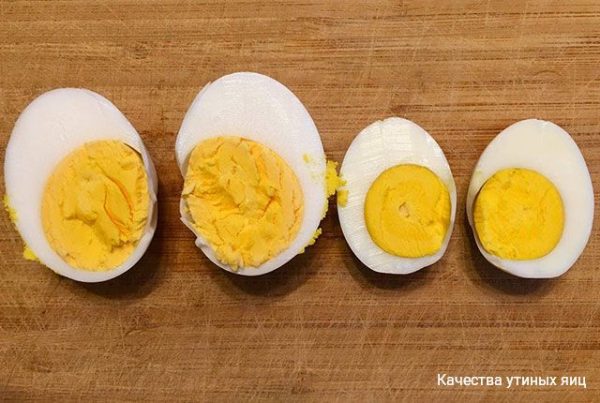 Удивительные качества утиного яйца. 