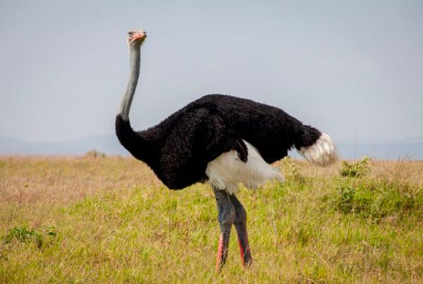 Необычные страусы – разновидности и подвиды, которые вы могли не знать