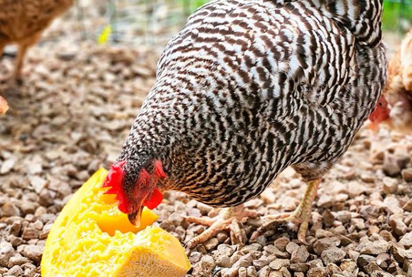 Как правильно кормить кур разных пород – яйца XXL