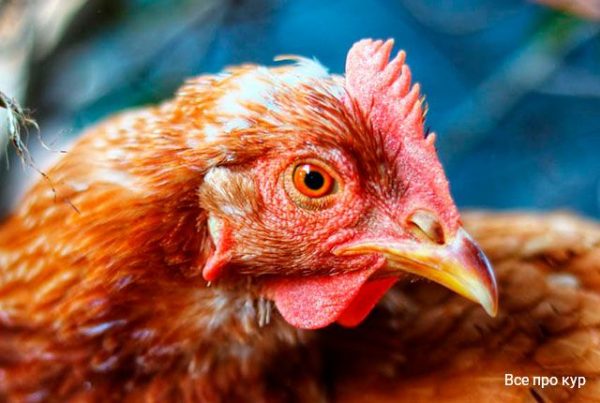 Важность правильного обустройства курятника для кур и цыплят