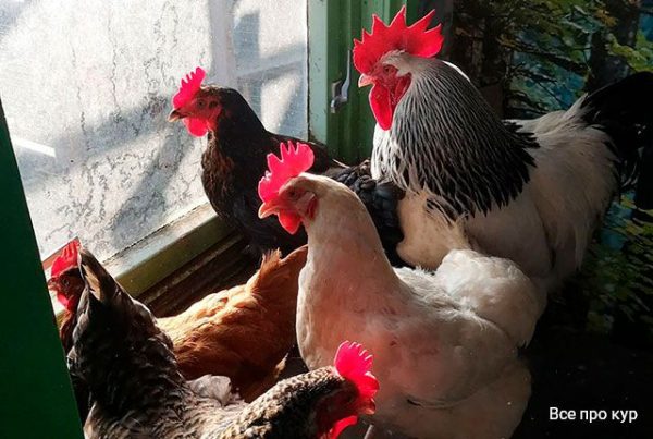 Важность правильного обустройства курятника для кур и цыплят