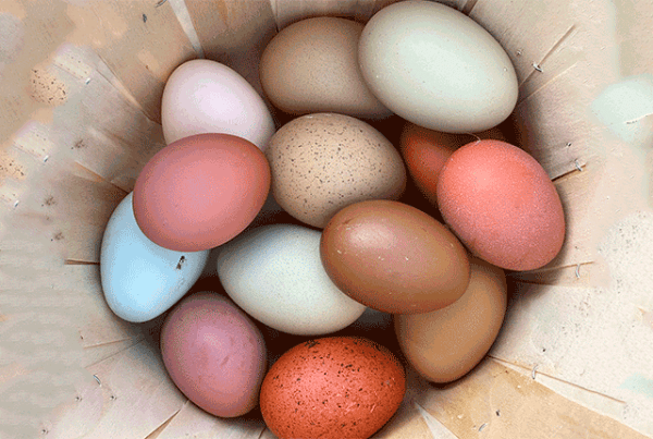 Куриные яйца как индикатор здоровья кур несушек. 
