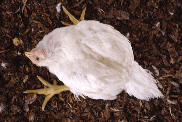 Искривленная шея у кур и цыплят что делать и как лечить. 