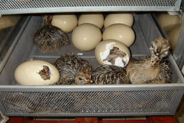 Инкубация страусиных яиц – ключевые моменты и секреты. 