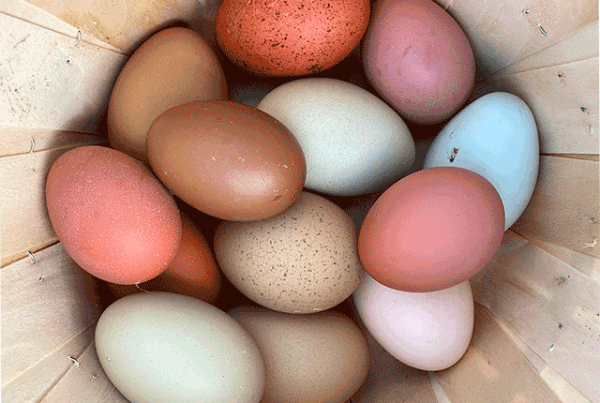 Из чего складывается цена куриного яйца и почему яйца такие дорогие? 