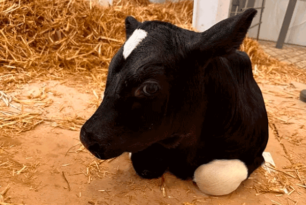 Первый клонированный теленок родился в России. 