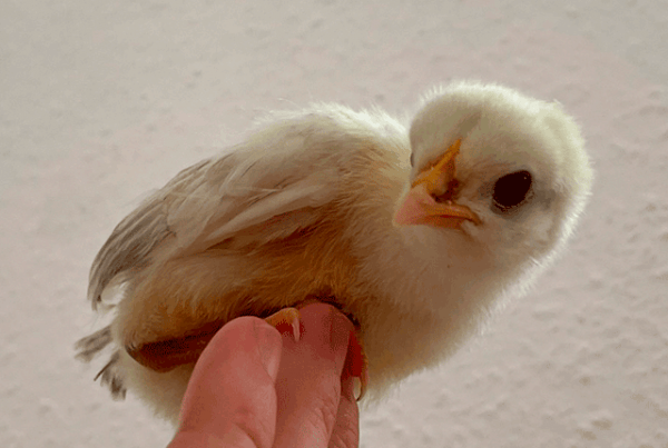 Различные виды кормления цыплят. 