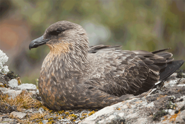 Какие птицы живут на Южном полюсе. 