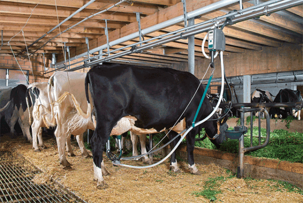 Все про кур несушек