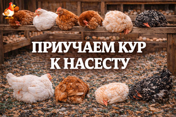 Все про кур несушек