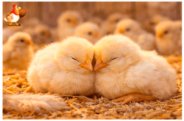 Температура в брудере по дням для цыплят бройлеров 🐥🌡️ таблица, лайфхаки Температура в брудере по дням для цыплят бройлеров 🐥🌡️ таблица, лайфхаки