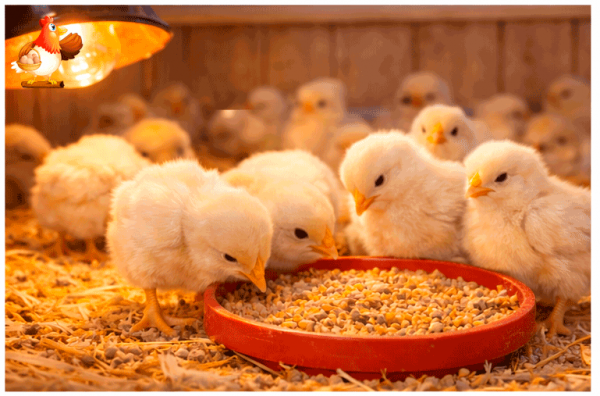 Температура в брудере по дням для цыплят бройлеров 🐥🌡️ таблица, лайфхаки Температура в брудере по дням для цыплят бройлеров 🐥🌡️ таблица, лайфхаки