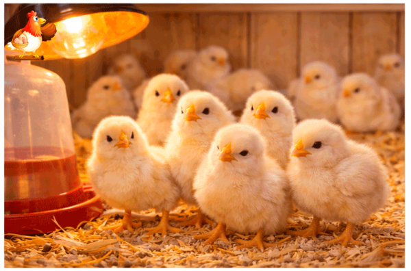 Температура в брудере по дням для цыплят бройлеров 🐥🌡️ таблица, лайфхаки Температура в брудере по дням для цыплят бройлеров 🐥🌡️ таблица, лайфхаки
