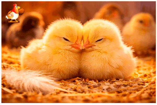 Температура в брудере по дням для цыплят бройлеров 🐥🌡️ таблица, лайфхаки Температура в брудере по дням для цыплят бройлеров 🐥🌡️ таблица, лайфхаки