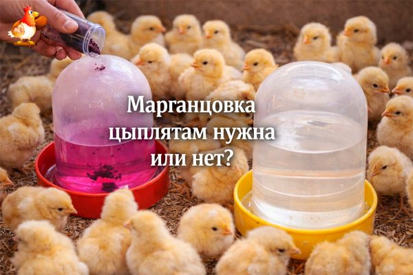 Все про кур несушек