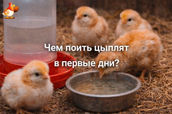 Все про кур несушек