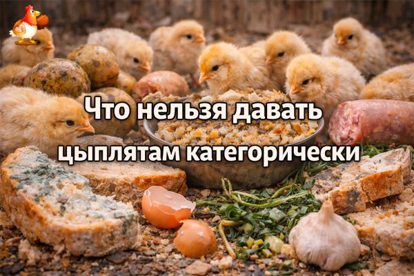 Все про кур несушек