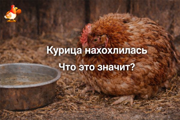 Все про кур несушек