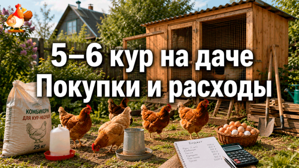 Все про кур несушек
